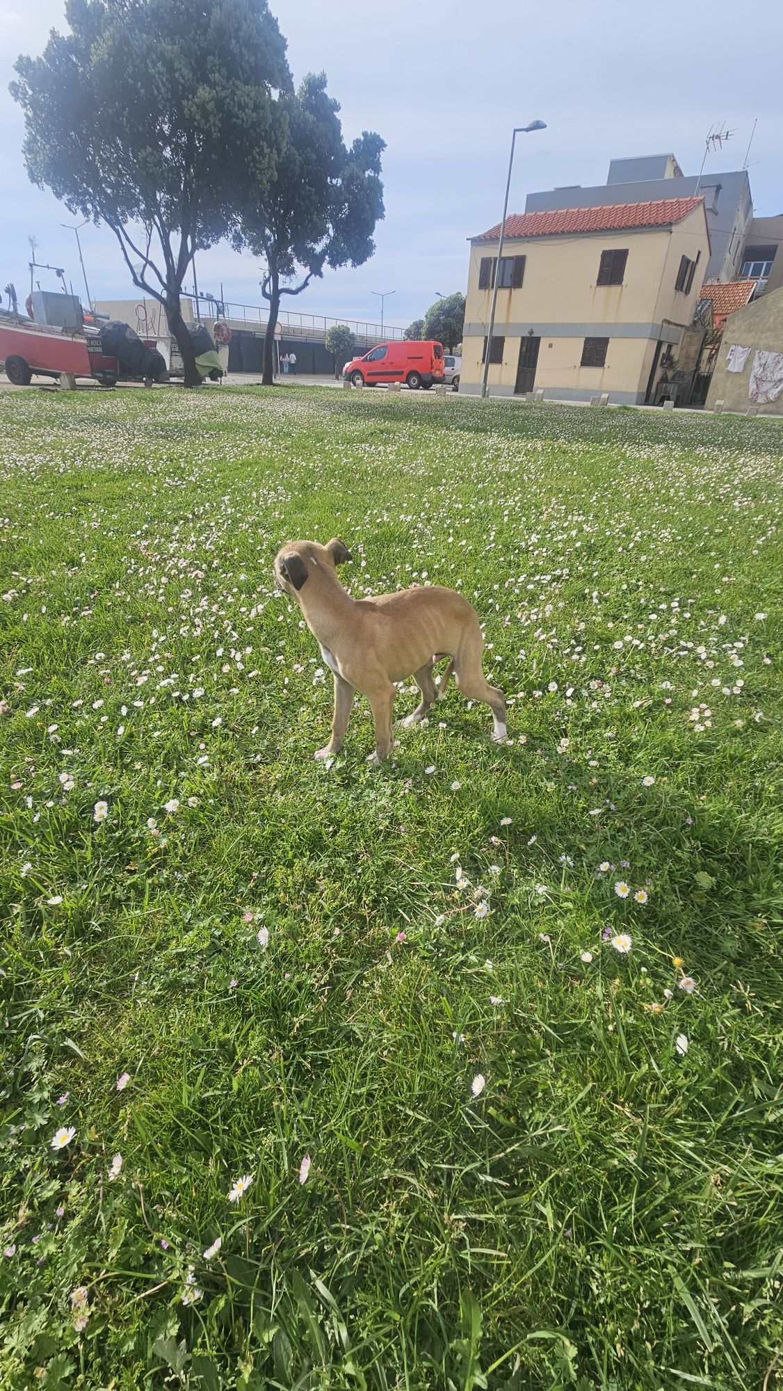 Galgo whippet macho
