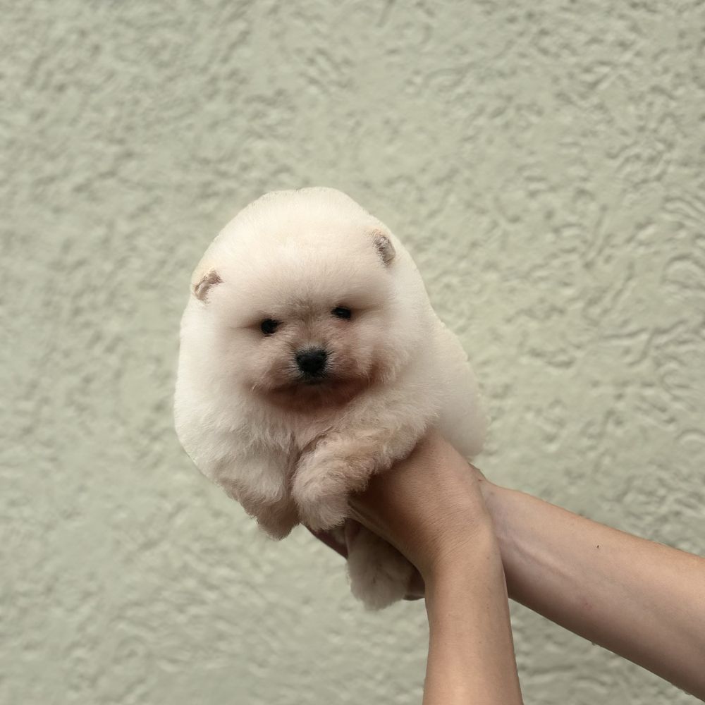 хлопчик шоу класу тип ведмедик
