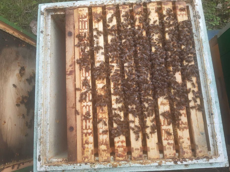 Rodziny pszczele Niepołomice, Kalina Wielka  k. Miechów