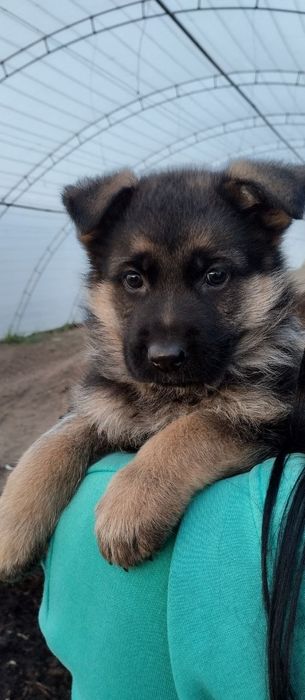 Щенки немецкой овчарки