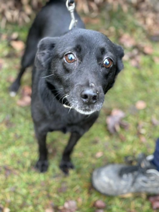 Niesamowicie przyjacielska kochana sunieczka 3 lata