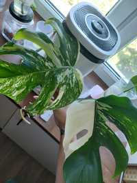 Monstera variegata ukorzenione pędówki z liściem