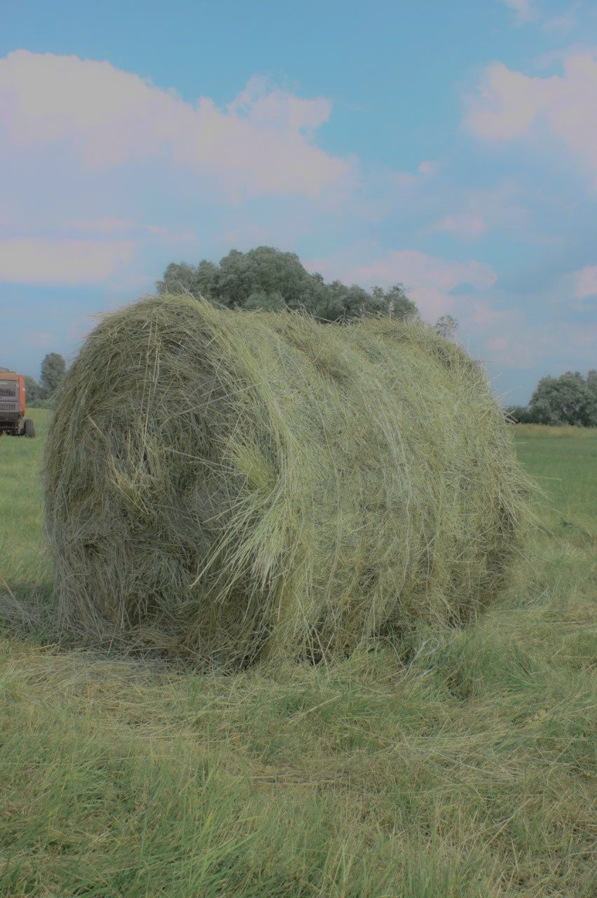 Сіно лугове тюки 260 кг