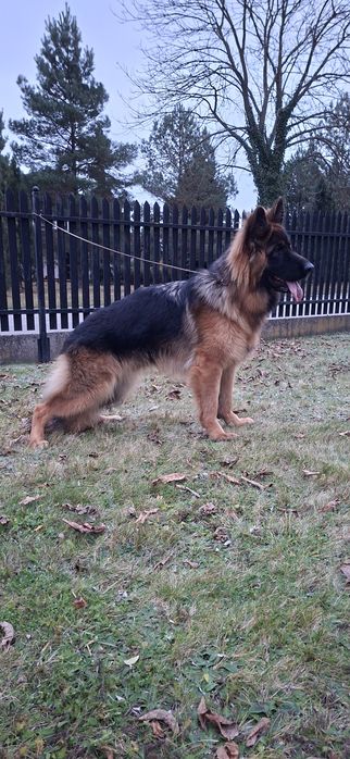 Owczarek Niemiecki długowłosy