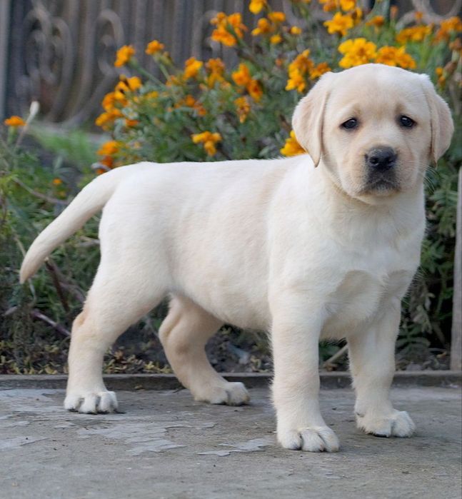 Радость  в  доме