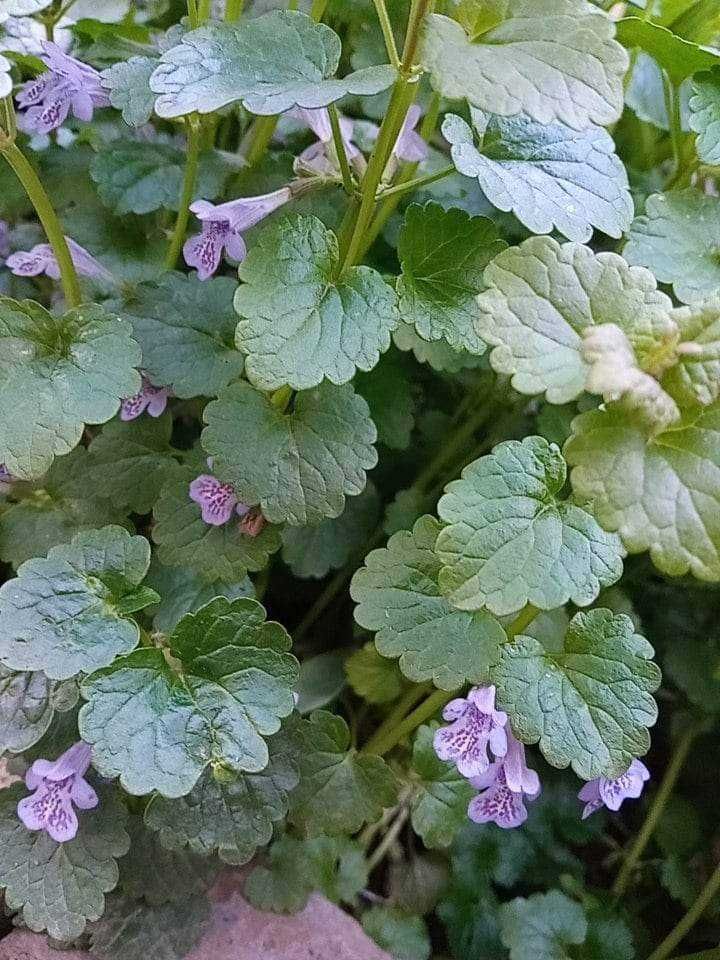 Многолетние растения юкка, гибискус, ранункулюс, хоста, лилейник и др.