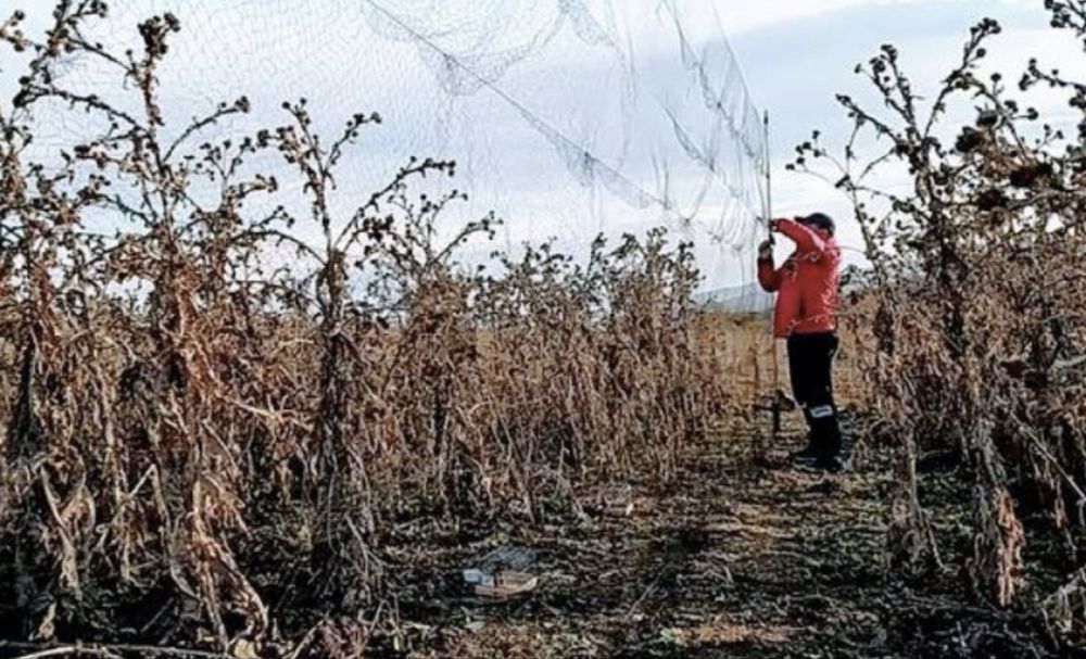 Redes de aves varios tamanhos