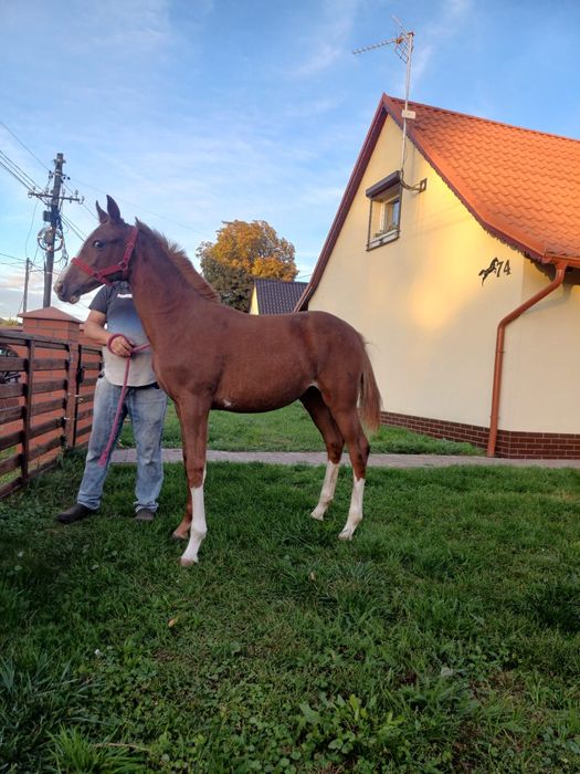 Witam sprzedam 7 miesięczną klaczkę ciemny kasztan