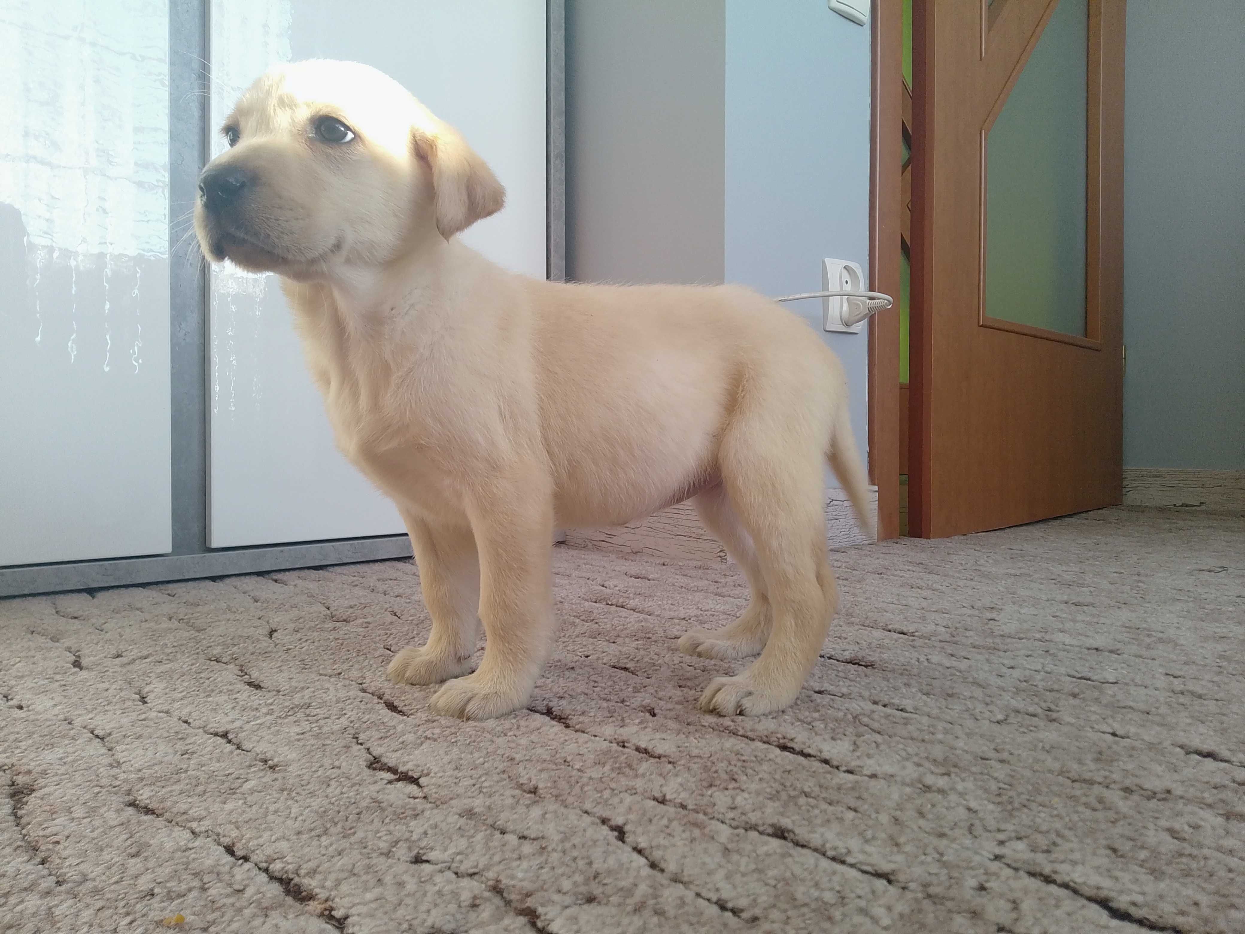 Labrador Retriever szczeniaczek .