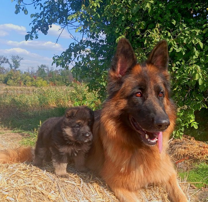 Щенок неиецкой овчарки девочка