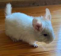 Szynszyl white chinchilla