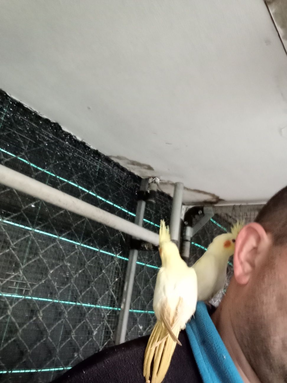 Vendo caturras  e agapórnis rosicollis de bom porte