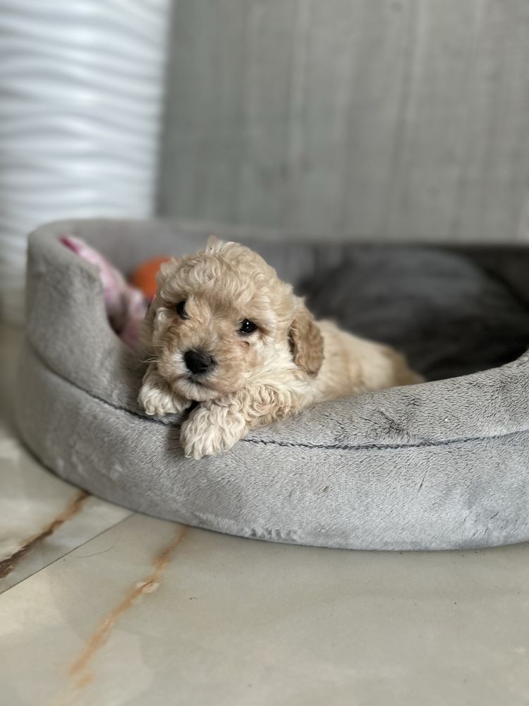 Maltipoo chlopiec F 1