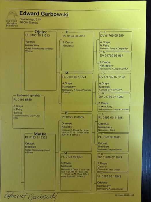 Golebie Samiczka z rozpłodu