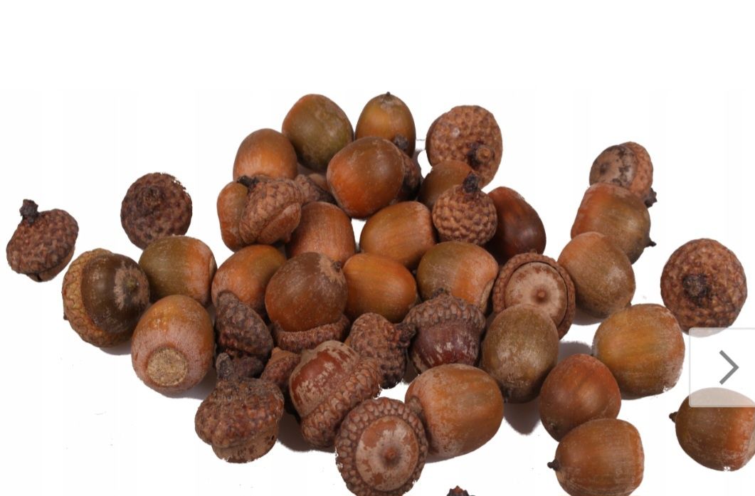 Żołędzie naturalne 100 szt.