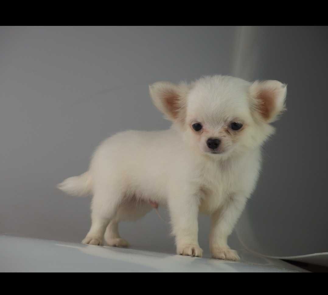 Chihuahua piesek
