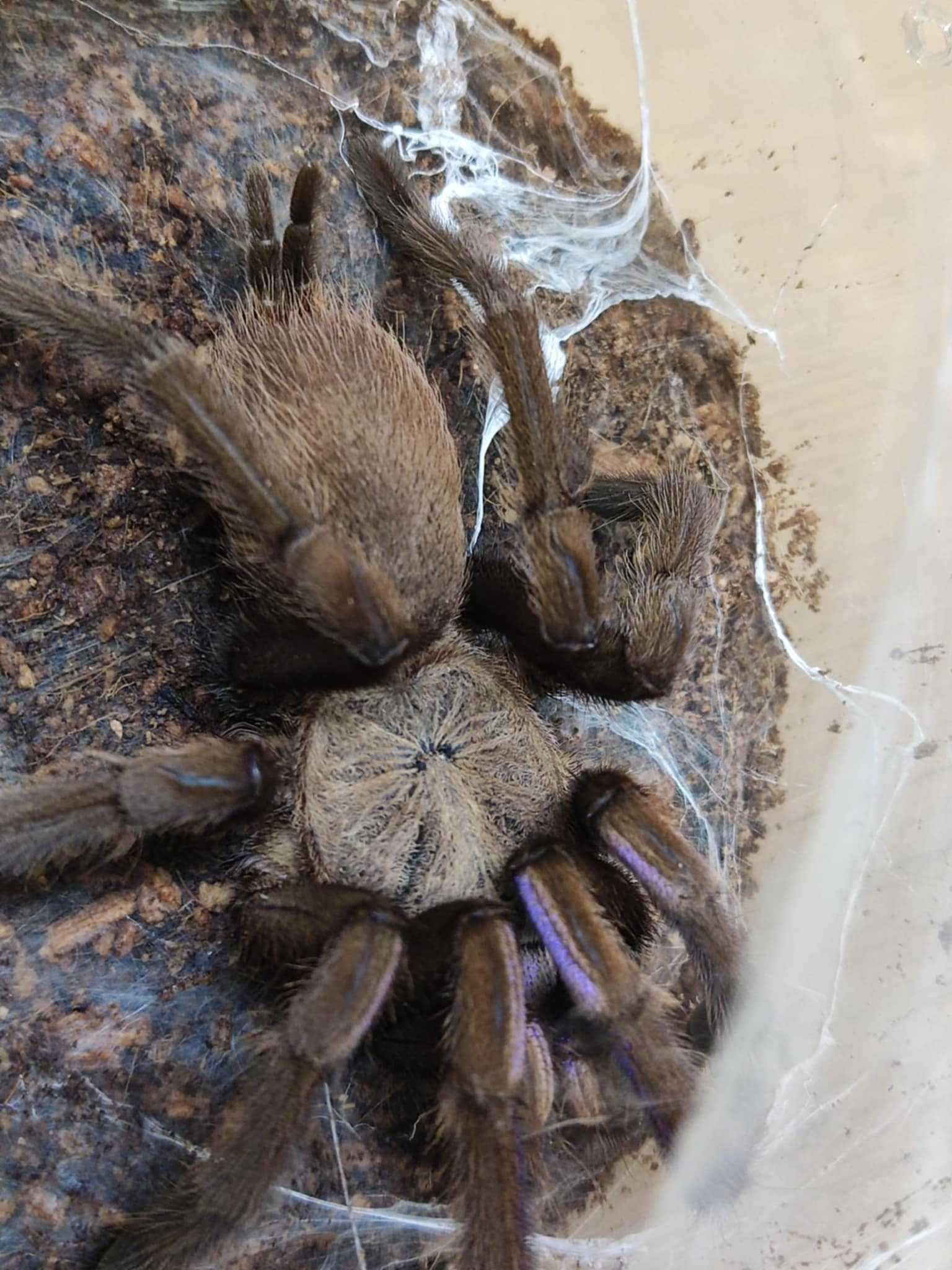 Ptasznik Chilobrachys Natanicharum (sp. Electric blue) samica 5 dc