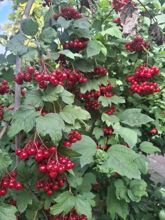 Продам домашню калину