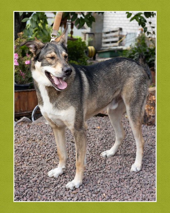 Великий пес класний молодий кобель даром відам бесплатно