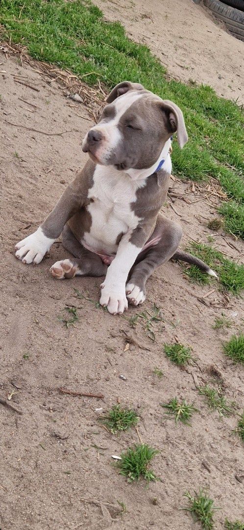 american staffordshire terrier piesek