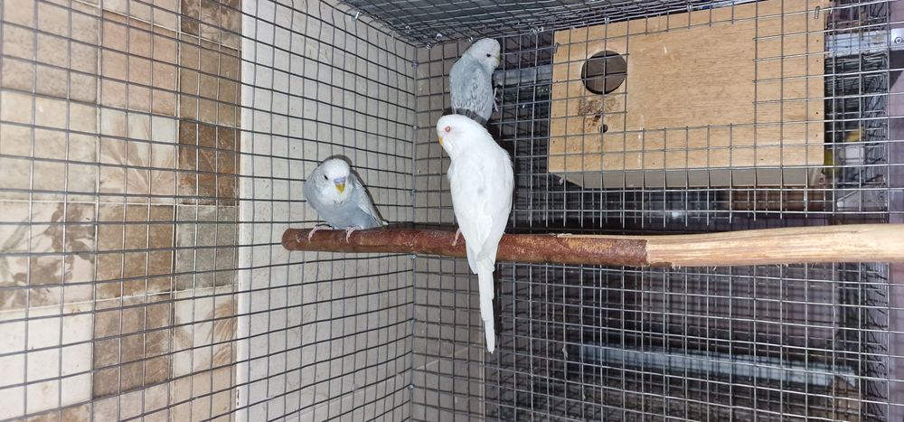 Periquitos inglêses