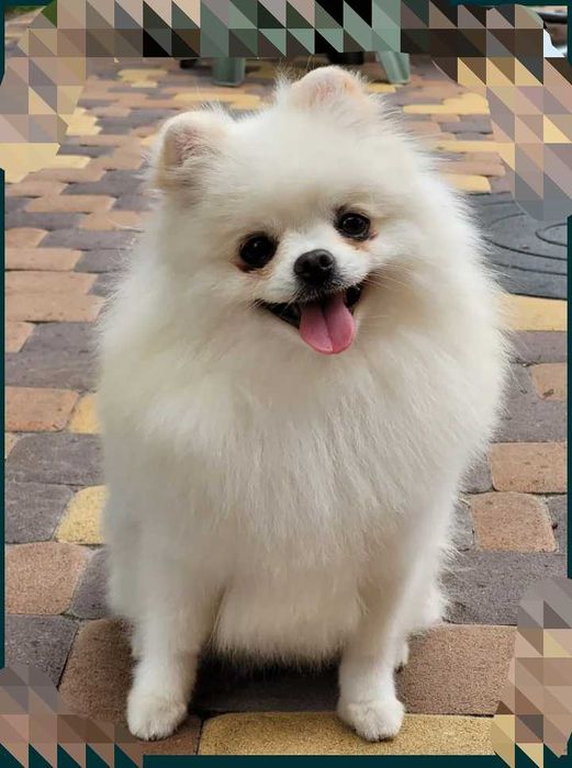 Мини шпиц на вязку. Белый померанец.