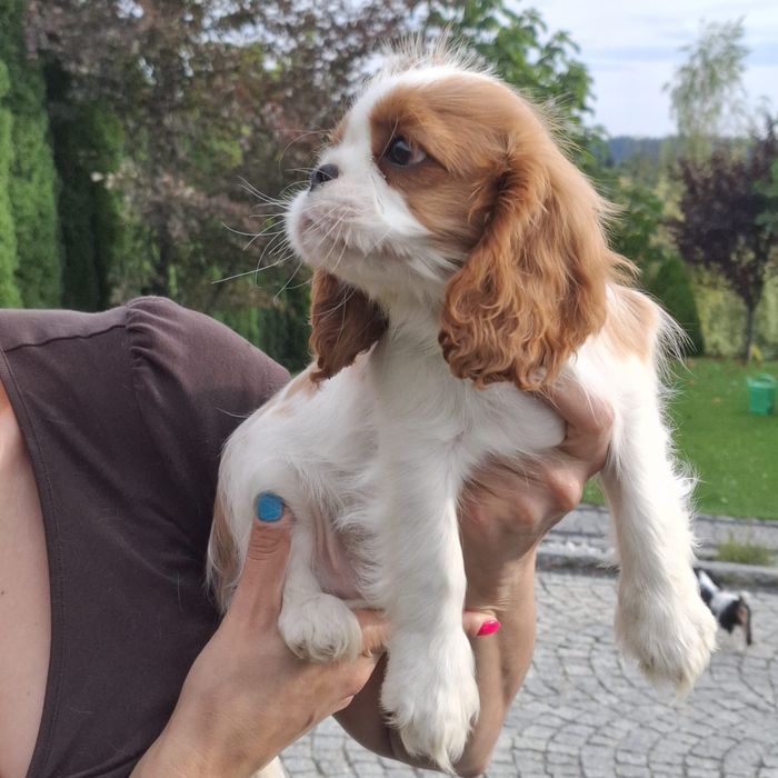 Piesek Cavalier King Charles Spaniel Związek Kynologiczny w Polsce FCI