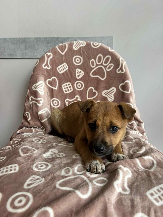 Kolejne szczeniaki przyjechały do schroniska!!