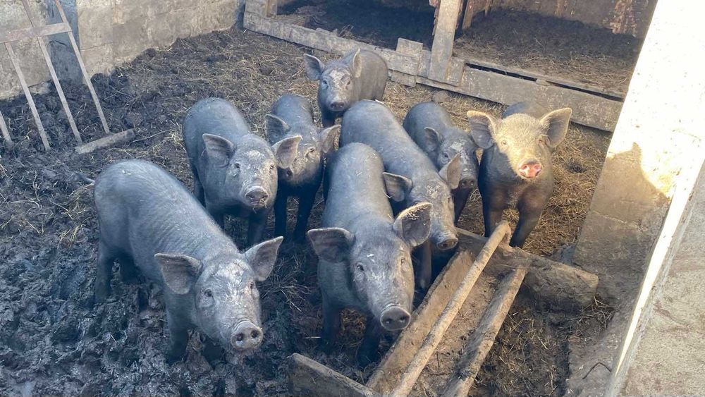 Свині в'єтнамські РОЗПРОДАЖ