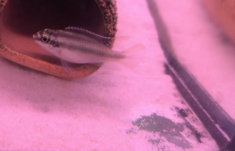 Barwniak czerwonobrzuchy