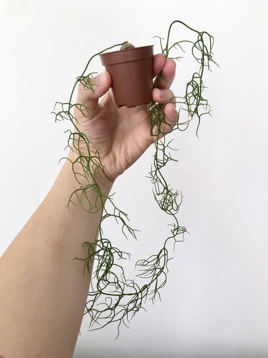 Bowiea volubilis kaudeks caudex