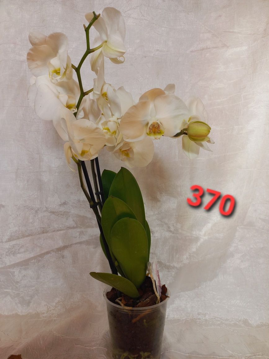 Орхідеї продам, домашні рослини