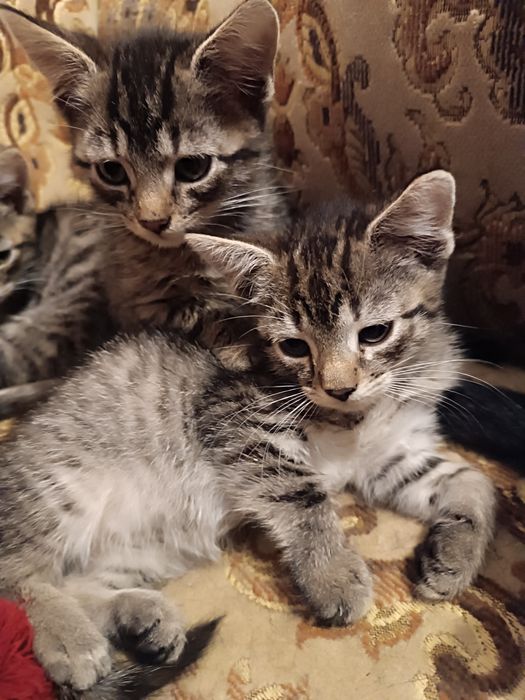 Kotki do adopcji