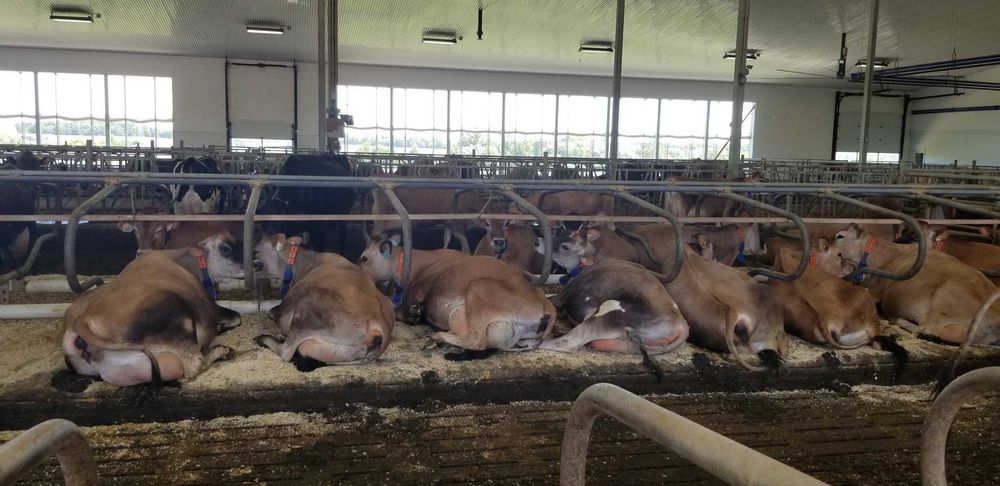 Maty legowiskowe materace dla krów legowiska centrumrolnictwa.pl