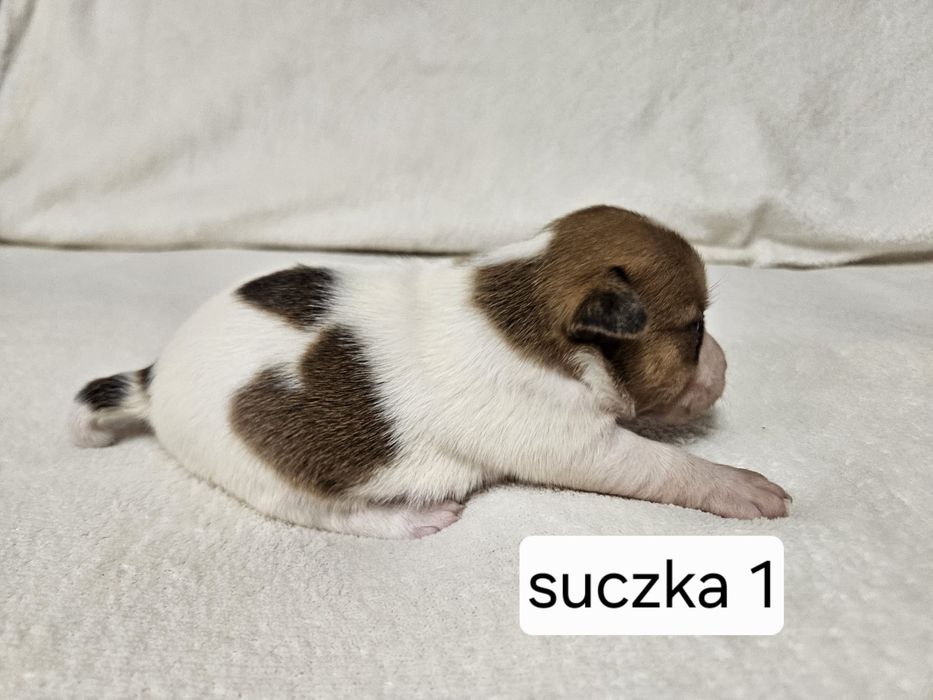 Suczka Jakck Russell Terrier