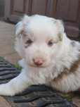 Border Collie piesek red merle