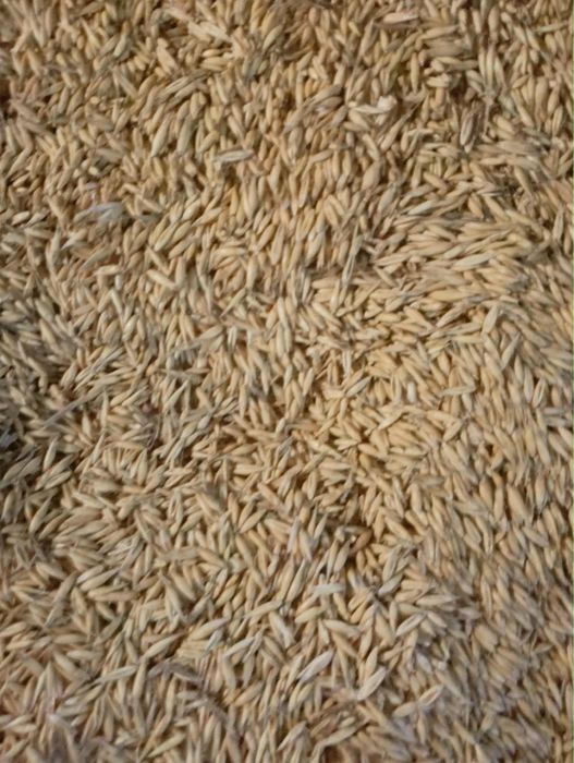 Sprzedam Owies 10 Ton