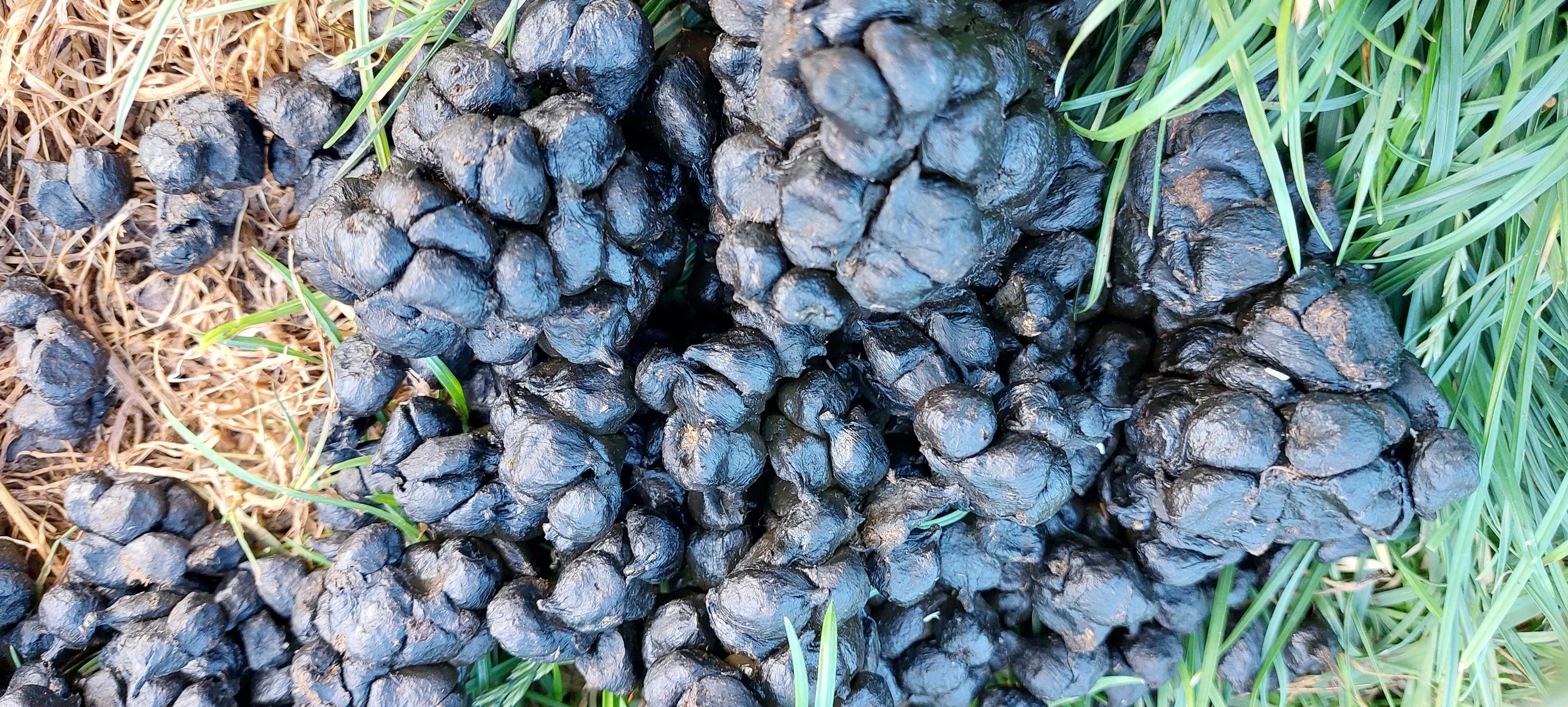 Naturalny nawóz-obornik od alpak