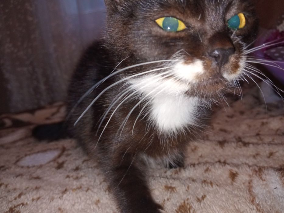 Котята,  коты, кошки