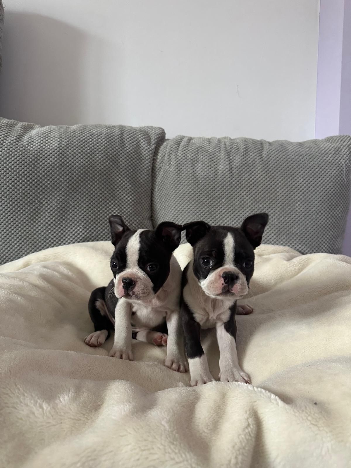 Boston terrier suczka