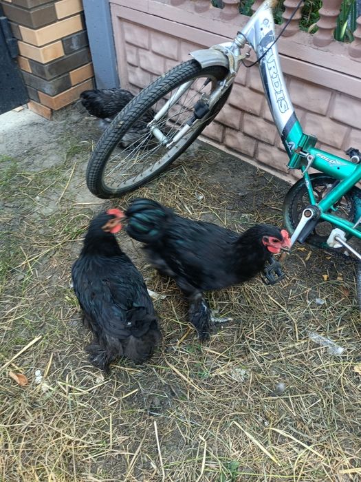 Продам курей породы кохинхин