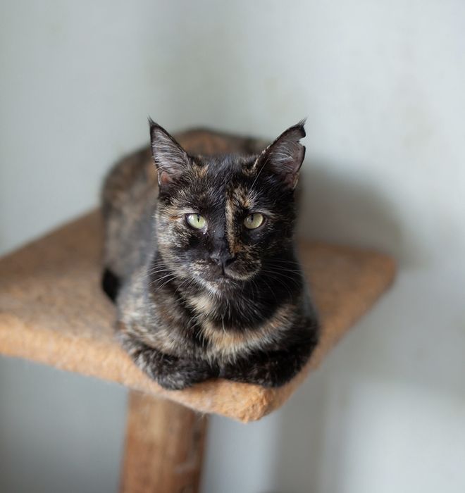 Увага Пропала киця