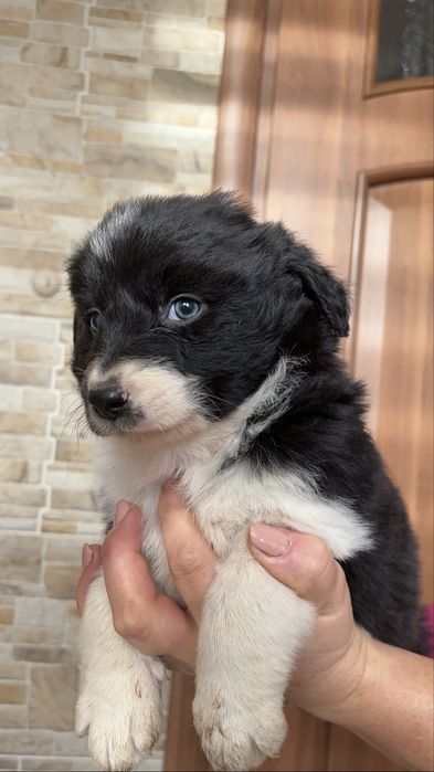 Suczka Border Collie