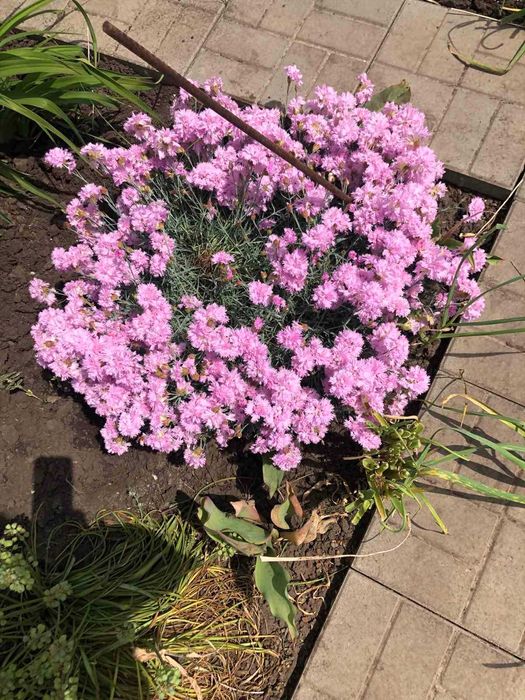 Цветы комнатные и садовые