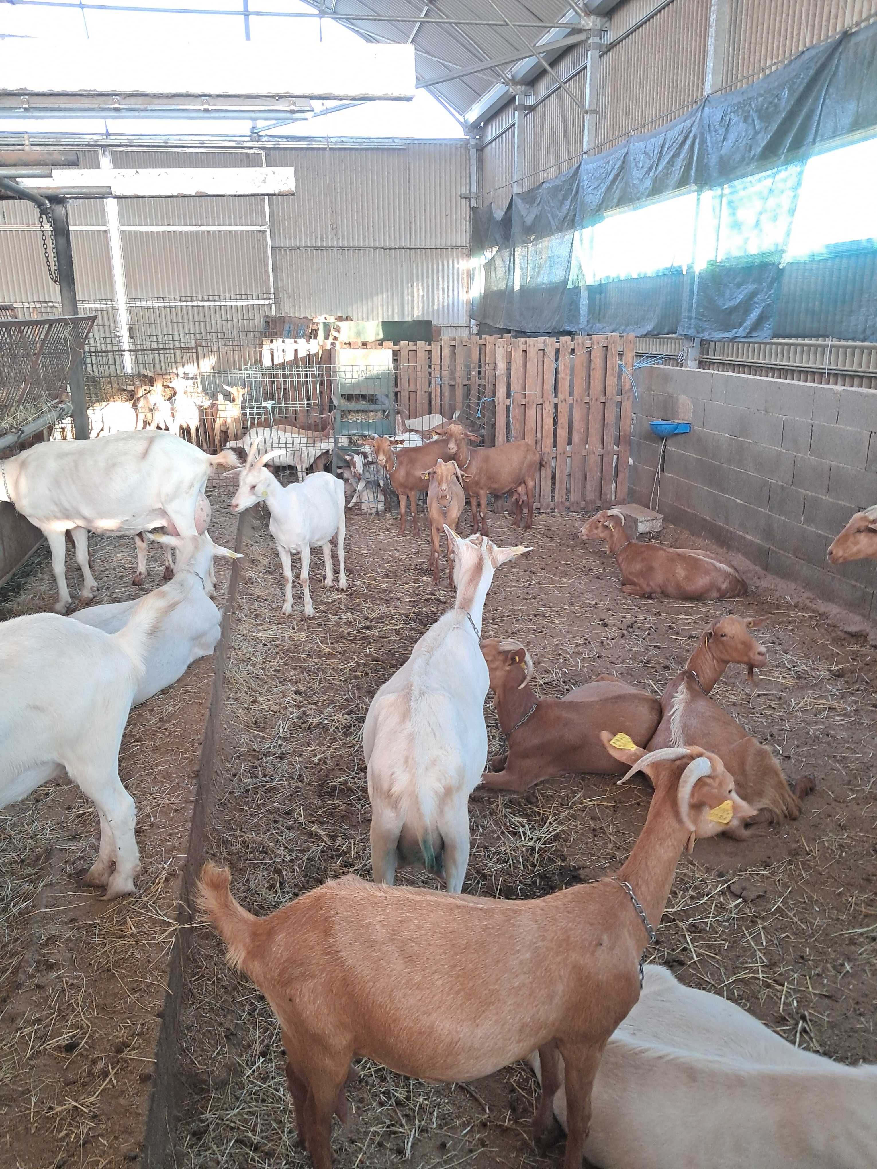 Venda de rebanho de cabras B4