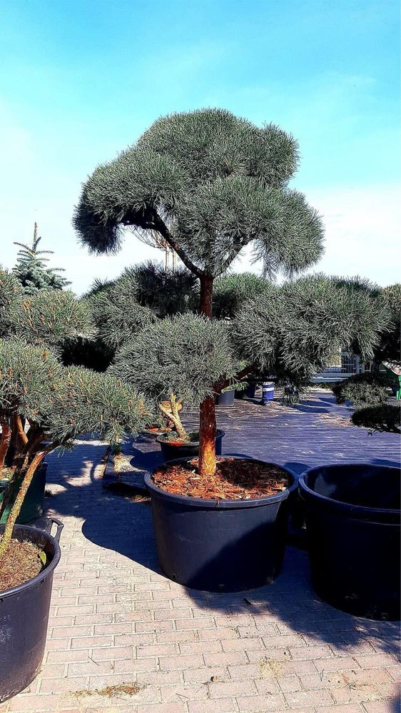 Bonsai-Niwaki formowane sosna cis jałowiec. Laurowiśnia jodła szmaragd