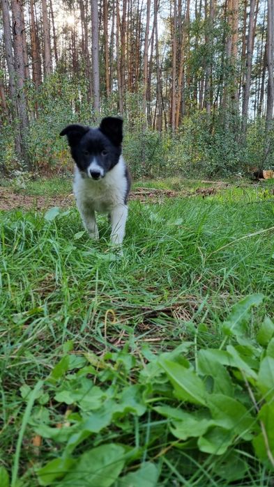 Border Collie suczka czarno biała badania