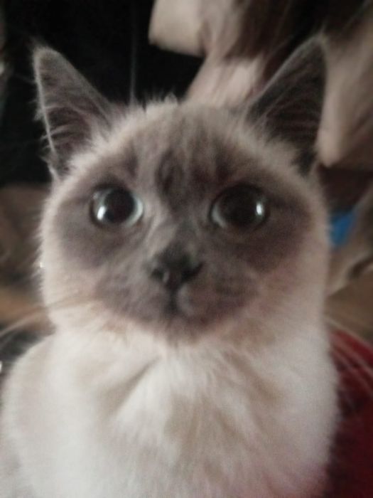 Віддам в добрі руки сіамську кішечку