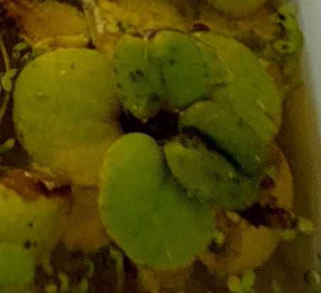 Plantas Aquáticas - Aquários / Lagos e Lagoas