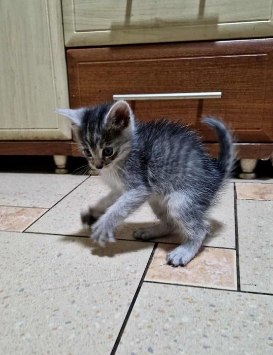 Кошенята в добрі руки.